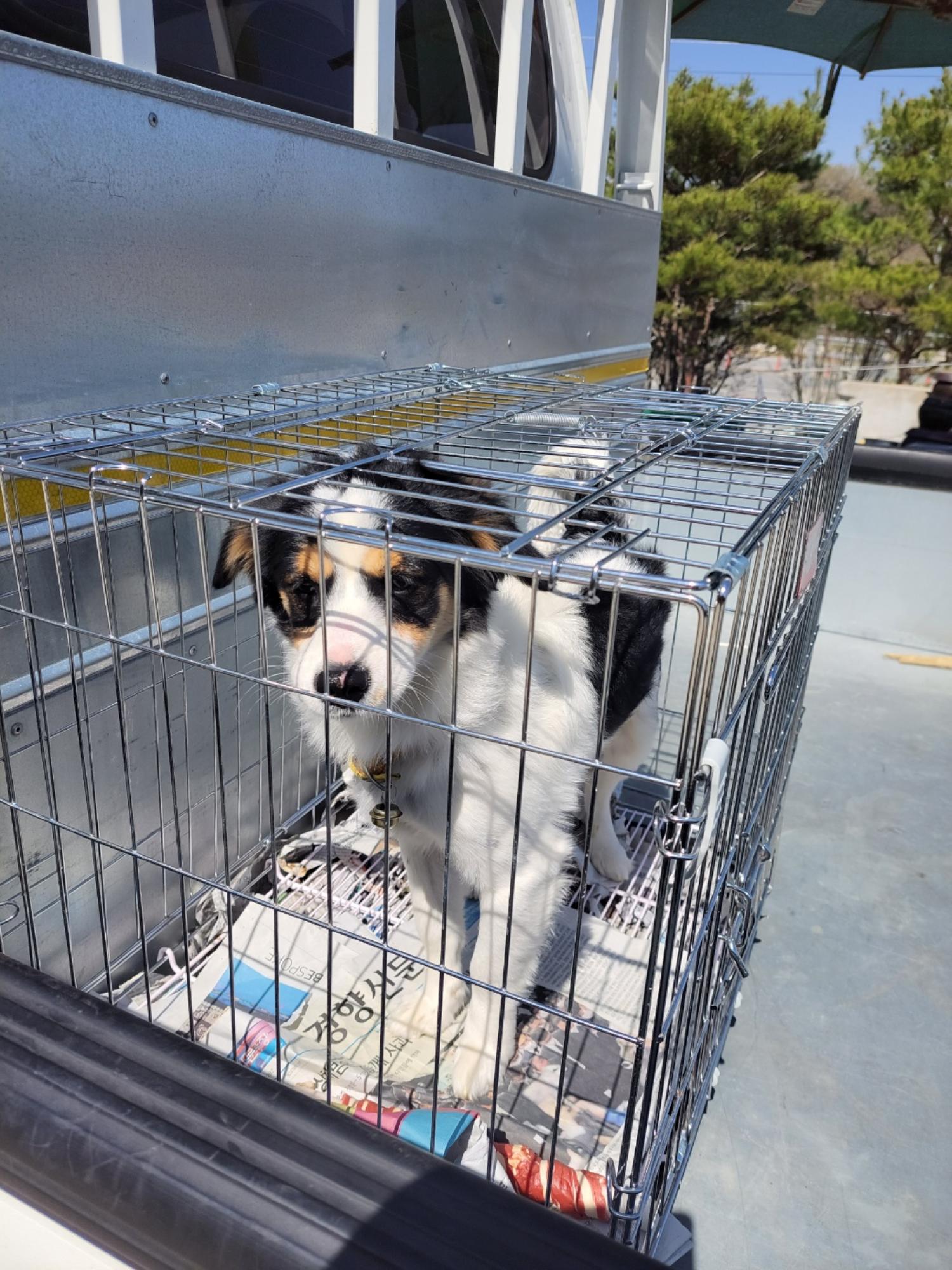 금일동물보호센터_444460202300277